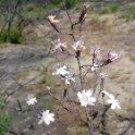 american black nightshade